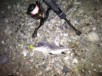 Спор о приманках: столовки горбыля решают больше, чем типаж приманки