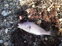 Спор о приманках: столовки горбыля решают больше, чем типаж приманки