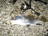 Спор о приманках: столовки горбыля решают больше, чем типаж приманки