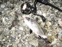 Спор о приманках: столовки горбыля решают больше, чем типаж приманки