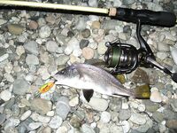 Спор о приманках: столовки горбыля решают больше, чем типаж приманки