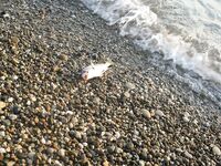 Спор о приманках: столовки горбыля решают больше, чем типаж приманки