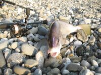 Спор о приманках: столовки горбыля решают больше, чем типаж приманки