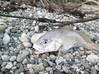 Спор о приманках: столовки горбыля решают больше, чем типаж приманки