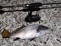 Сочи командировка: скорпена у «КИТа», бонусы — горбыль и пузатая скорпена