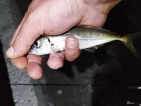 Сочи командировка: скорпена у «КИТа», бонусы — горбыль и пузатая скорпена