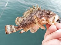 Сочи командировка: скорпена у «КИТа», бонусы — горбыль и пузатая скорпена