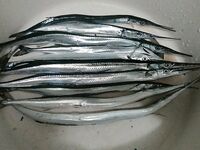 Сарган с утра: штиль — тишина, раздуло — пошёл; стоит далеко, реализация хромает