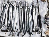 Лермонтово — пилькер 7 г Hestа разловлен: бомбарда с червём кивала, но взял железом