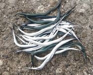 Сарган с дождём: штиль — ноль, раздуло — ожил; мухи готовлю, крючки точу