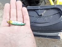 Геленджик–Анапа: сарган в конце октября — лучшие эмоции и мухи на двойнике