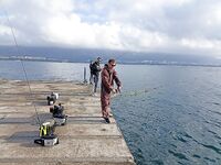 Геленджик–Анапа: сарган в конце октября — лучшие эмоции и мухи на двойнике