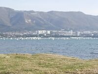 Геленджик–Анапа: сарган в конце октября — лучшие эмоции и мухи на двойнике