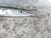 Геленджик–Анапа: сарган в конце октября — лучшие эмоции и мухи на двойнике