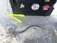 Геленджик–Анапа: сарган в конце октября — лучшие эмоции и мухи на двойнике