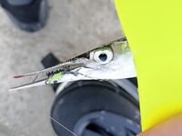 Геленджик–Анапа: сарган в конце октября — лучшие эмоции и мухи на двойнике