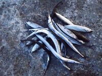 Буны в штормянку: рыба бастует, клюёт набегами — на пару сковородок собрал