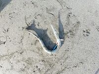 Грузия — учусь морской рыбалке: кефаль в порту, с берега капризничает