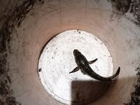 Феодосия: ночной рыбы месяц нет — несъедобка молчит, маракуйя дала одного бычка