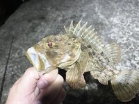 Сочи, у цирка: горбыль до килограмма на ультрик — руки тряслись 40 минут