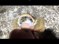 Скорпена-хлопалка и смех в чате — морская рыбалка лечит хандру