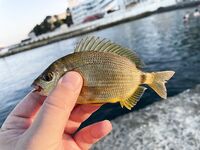 Ставрида и зубастые «тварюги»: резину откусывают, маракуйя зашла