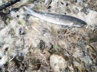 После «глухозимья»: суббота и воскресенье на бунах, штиль и краткие выходы