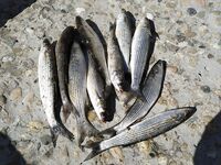 После «глухозимья»: суббота и воскресенье на бунах, штиль и краткие выходы