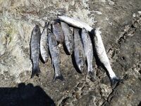 После «глухозимья»: суббота и воскресенье на бунах, штиль и краткие выходы