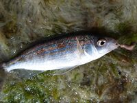 После «глухозимья»: суббота и воскресенье на бунах, штиль и краткие выходы