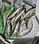 Почти мормышинг: Daiwa Hitman до 3 г, леска 0.07, груз 0.5 — окунь и ставрида