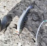 Чёрное море в форме: серебряная беглянка 1.8 кг на лёгкий спин и силикон