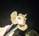 Открытие сезона в Сочи: набережная от порта до Фишта закрыта, ловил напротив