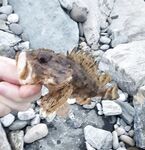 Открытие сезона в Сочи: набережная от порта до Фишта закрыта, ловил напротив