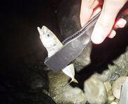 У Фишта днём окунь, к темноте первая ставрида и короткий выход