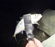 У Фишта днём окунь, к темноте первая ставрида и короткий выход