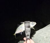 У Фишта днём окунь, к темноте первая ставрида и короткий выход