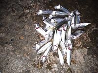 Выходные, вечер: «пулемётная» мелочь, первый горбылик и упрямый сарган