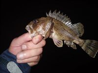 Выходные, вечер: «пулемётная» мелочь, первый горбылик и упрямый сарган