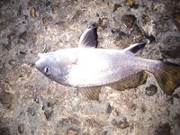 Выходные, вечер: «пулемётная» мелочь, первый горбылик и упрямый сарган