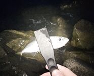 Ставридка начала до темноты, к 21:00 подошла ближе — но много сходов