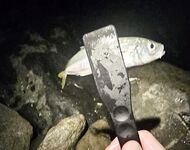 Ставридка начала до темноты, к 21:00 подошла ближе — но много сходов