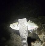 Ставридка начала до темноты, к 21:00 подошла ближе — но много сходов