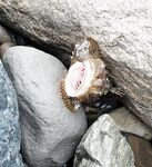 После дождей вышел раньше: по светлу активна ставрида, в паузы ловил ерша