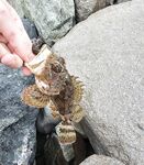 После дождей вышел раньше: по светлу активна ставрида, в паузы ловил ерша