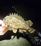 После дождей вышел раньше: по светлу активна ставрида, в паузы ловил ерша