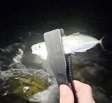 После дождей вышел раньше: по светлу активна ставрида, в паузы ловил ерша