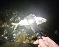 После дождей вышел раньше: по светлу активна ставрида, в паузы ловил ерша