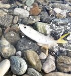 Пасха, сильный ветер и тяжёлые условия: ловля с пляжа и первая ставрида