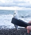 Пасха, сильный ветер и тяжёлые условия: ловля с пляжа и первая ставрида